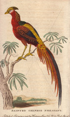 Painted Chinese Pheasant  Golden Pheasant or Chinese Pheasant Chrysolophus pictus (Phasianus pictus)