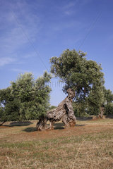 bizarr Olivenbaum in Apulien