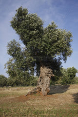 Olivenbaum in Apulien