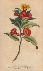 Pomegranate blossom Punica granatum