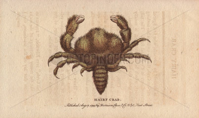 Hairy crab Pilumnus hirtellus