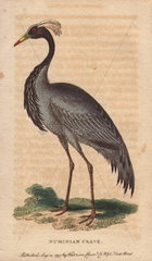 Numidian crane  demoiselle crane or dancing bird Anthropoides virgo