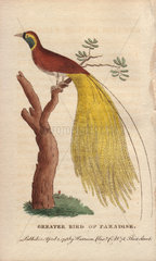 Greater bird of paradise Paridisaea apoda