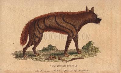 Abyssinian hyena Hyaena aethiopicus