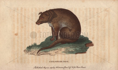 Ceylonese dog Canis ceylonicus