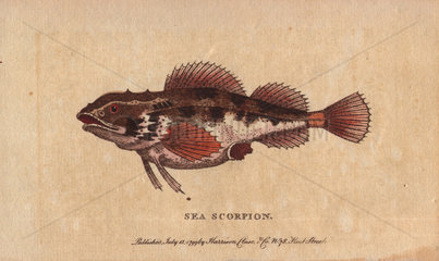 Sea scorpion or scorpion fish Scorpaenidae (Porcellus?)