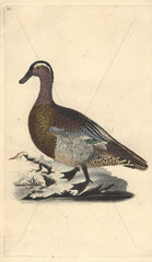 Male garganet or garganey duck with its distinctive plumage. Anas querquedula