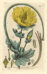 Yellow horned poppy  Glaucium luteum