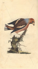Colorful grosbeak or hawfinch perched on a tree stump. Coccothraustes coccothraustes (Loxia coccothraustes)