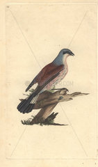 Red backed shrike  butcher bird or flusher with blue  pink and rust colored plumage. Lanius collurio