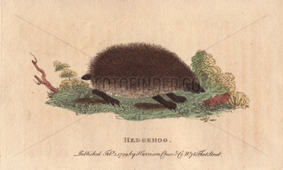 Hedgehog Erinaceus europaeus