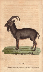 Alpine ibex Capra ibex