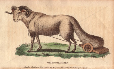 Oriental sheep or broad-tailed sheep with its large tail carried on a wheeled carriage. Ovis orientalis laticaudata