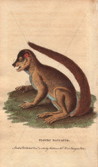 Flocky maucauco or macauco  woolly lemur or indri Lemur laniger