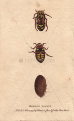 Morron beetle of New South Wales  Australia Eupoecila australasiae