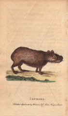 Capibara or capybara Hydrochoerus hydrochaeris (Cavia capybara)