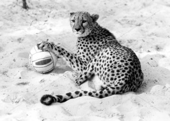 Gepard spielt mit Ball auf Sand