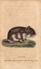 Songar rat Mus songarus