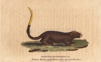 Gilt tailed dormouse Myoxus chrysurus