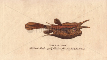 Horned fish or longhorn cowfish Lactoria cornuta (Pisciculus cornutus)