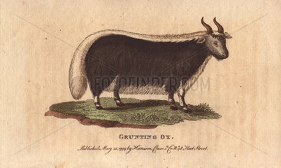 Grunting ox or Yak Bos grunniens (or Bos gruniens)