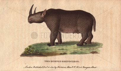 Two-horned rhinoceros or black rhino Diceros bicornis