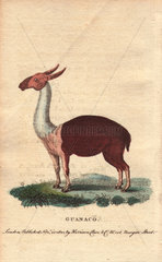 Guanaco  a species of camel native to the New World. Lama guanicoe