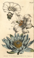 Corolla examples: monopetalous bindweed Convolvulus arvensis  hexapetala lily Lilium and polypetala waterlily Nymphaea.