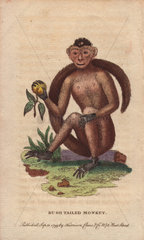 Bush-tailed monkey  Sajou monkey or Weeper capuchin monkey Cebus olivaceus (Simia sapajus trepidus)