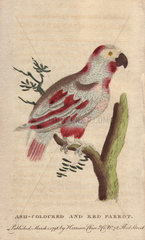 Ash-coloured and red parrot or African grey parrot Psittacus erithacus