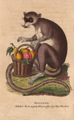 Mongooz or mongoose with a basket of ripe fruit. Eulemur mongoz