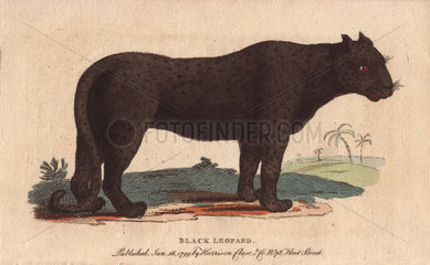 Black leopard or black jaguar Panthera pardus or Panthera onca