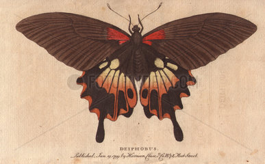 Great peacock moth (Saturnia pyri)  a native of Africa.