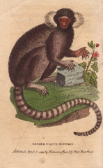 Lesser cagui monkey (sagui or marmoset) Callithrix jacchus