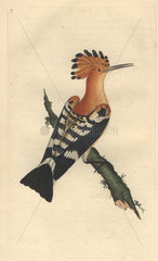 Common hoopoe with pale reddish brown crest and neck  black and white wings  black tail with white crescent. Upupa epops