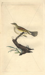 Willow wren or willow warbler with olive green and pale yellow plumage. Phylloscopus trochilus (Motacilla trochilus)