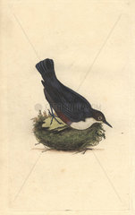 Water-ouzel or white-throated dipper  named for its distinctive movements. Cinclus cinclus (Sturnus cinclus)
