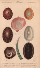 Variety of tropical shells including Patella and Fissurella limpets  Calyptraea  pink Pileopsis  green Dentalium and Chiton shells.