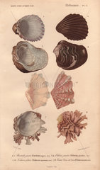 Variety of colorful shells including Cardium  Etheria  Tridacna and Chama shells.