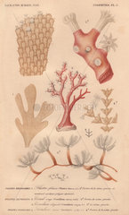 Different types of corals and bryozoans including hornwrack (Flustra foliacea)  precious coral or red coral (Corallium rubrum)  soft coral (Cornuluria elegans) and fan coral (Sertularia pumila).