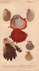Variety of seashells including oysters (Ostrea)  file clams (Lima)  smooth pectens and scarlet thorny oyster (Spondylus).