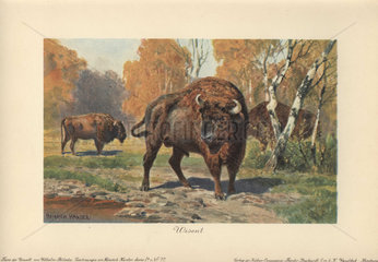 Wisent or European bison