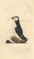 Puffin auk or Atlantic puffin with red and gray beak  white breast and black back and wings. Fratercula arctica (Alca arctica)