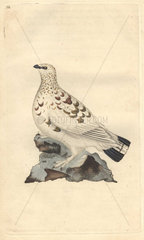 Ptarmigan grouse or white game (willow grouse or willow ptarmigan) in its mottled white and brown plumage. Lagopus lagopus (Tetrao lagopus)