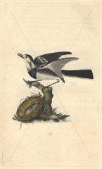 White wagtail perched on stump  with nest and two spotted eggs on the ground below.