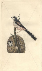 Long-tailed titmouse or long-tailed tit  with pink  white and black plumage  shown perched on a branch above an oval nest revealing several speckled eggs. Aegithalos caudatus (Parus caudatus)