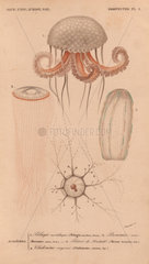Jellyfish including mauve stinger (Pelagia noctiluca)  berenice rouge  root-arm medusa  etc.