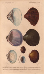 Variety of scallop and clam shells: Galathea  Cyrena  Cyclas and Astarte