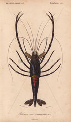 Large shiny blue-black and crimson crawfish or crayfish (Palemon ornatum).