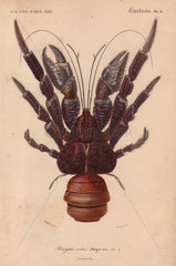 Coconut crab (Birgus latroi).
